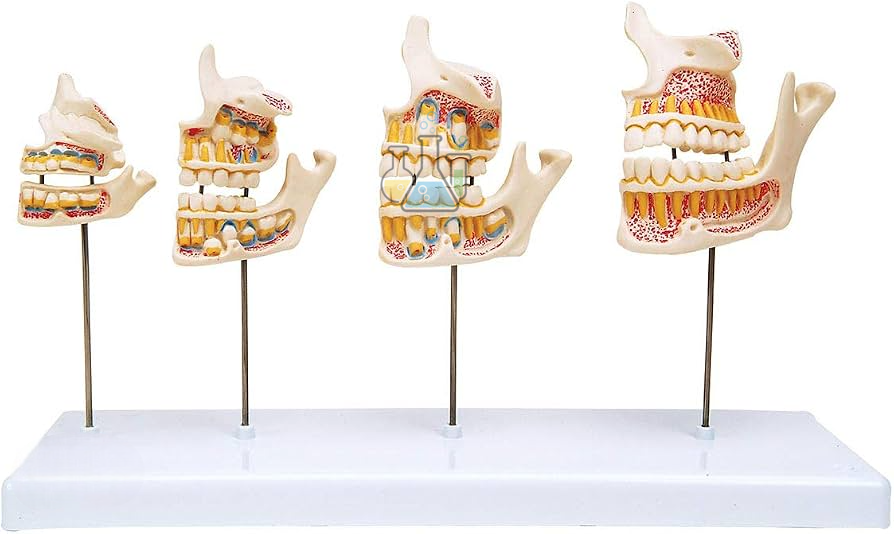Premium Dental Development